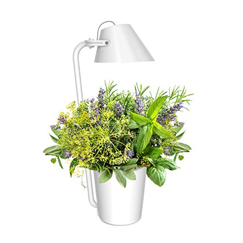 Preisvergleich Produktbild Innengarten LED Hydroponics Gardening Kit, Pflanzen Hydrokultursystem Dimmbarer Tischlampe, Pflanzenlampen Wachstumslicht Pflanzkorb mit Pflanzschwämme & Nährlösung, Samen nicht enthalten(Weiß)