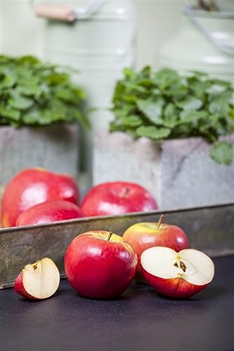 Malus domestica 'Topaz' 40 cm Stammhöhe – Winterhart, Mehrjährig – Apfelbaum – Obstbaum für Garten & Obstgarten