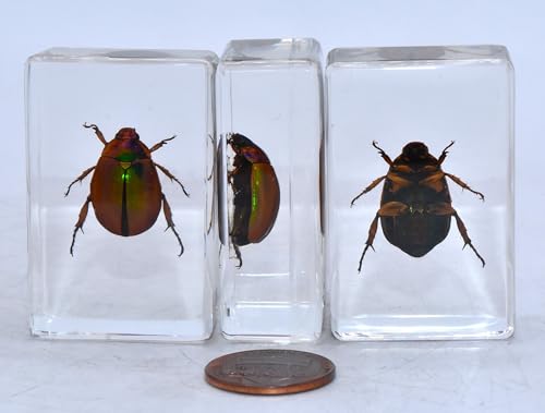 Image of 44mm Real Shiny Christmas Beetle in Crystal Clear Lucite Resin Specimen Preserved Animal Insect Bug Taxidermy Collection for Biology Science Education & Desk Ornament Display