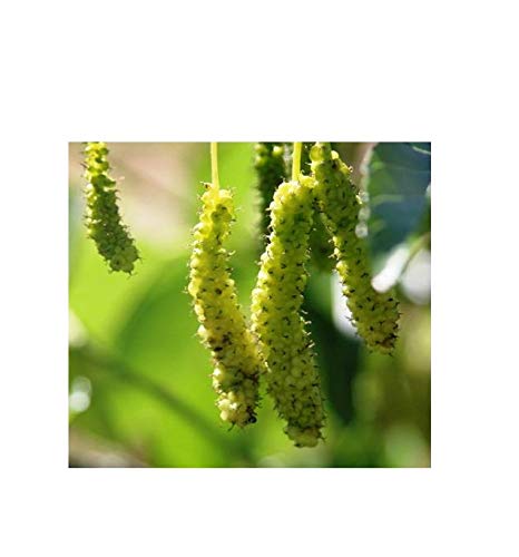 See full amazon price history chart for Famous Garden Live Green Long Shahtoot/Mulberry Fruit Plant With Pot Famous Garden Live Green Long Shahtoot/Mulberry Fruit Plant With Pot (B07Y7CPQCD) Amazon Price History, Amazon Price Tracker