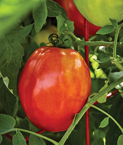 Burpee Gladiator 25 Non-Gmo Seeds Hybrid Red Slicing & Paste Delicious Roma Tomato Variety Indeterminate Plant For Home Garden #TOP4