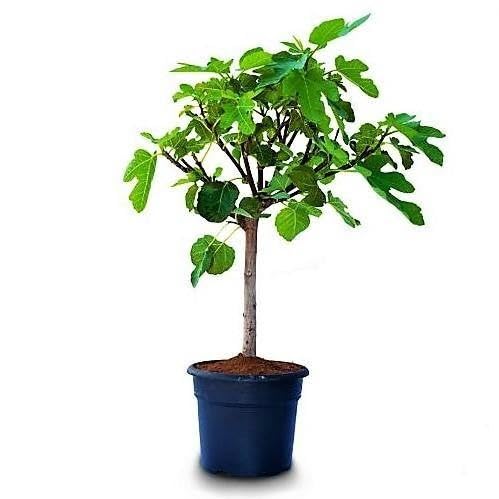 Alive Anjeer Plant - Fiddle Leaf Tree - Live Fig Plant