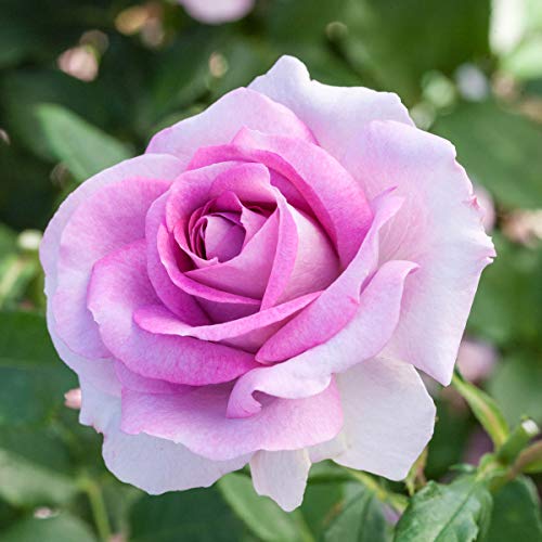 Breck's - Violets Pride Dormant Bare Root Floribunda Rose, Includes One Plant Per Order #TOP3