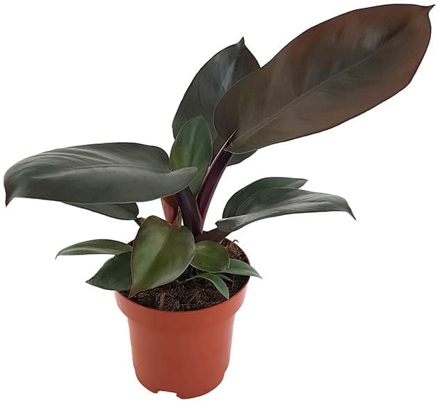 BONOBITHI Philodendron Black Cardinal Indoor plants for home, Office Decor, Garden with Pot (Pack of 1)