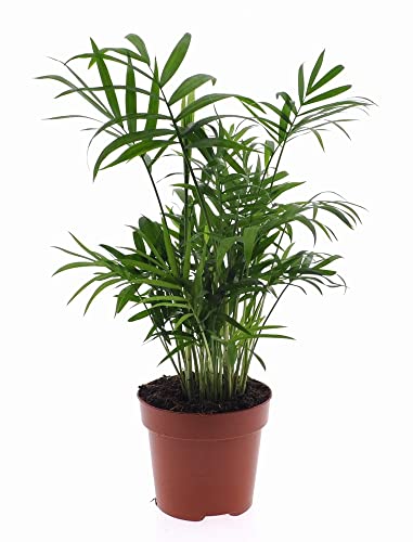 Palmera de Interior DECOALIVE Palmera de Salón Planta Natural Palmera para Decorar el Hogar