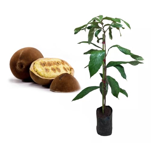 Genérico, Muda de Cupuacu 20 a 40cm AMK - Plantas Online