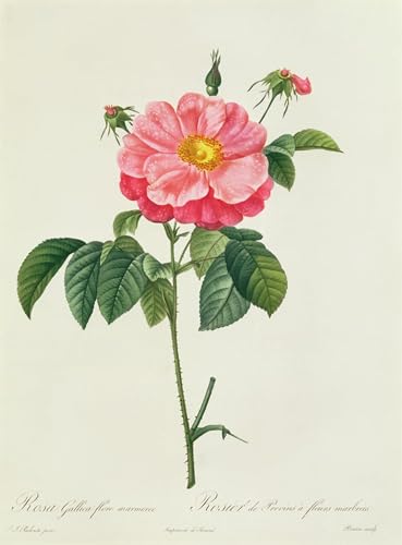Cuadro Rosa Gallica para renovar paredes vacías con un lienzo abstracto de 60x90