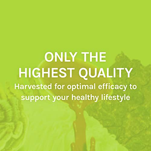 Host Defense, Maitake Extract, Mushroom Supplement, Plain, 1 Fl Oz #TOP4