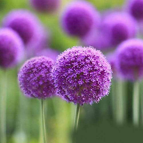 UK CELTD 10Pcs Purple Allium Giganteum Seeds Giant Flower Perennials Plant Seeds Garden