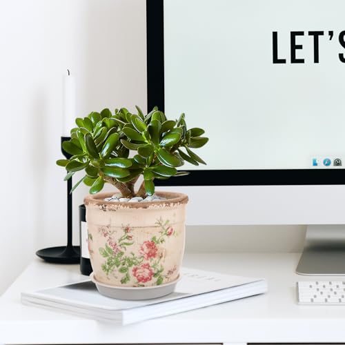 Plantes décoratives d'intérieur magnifiées en pot céramique