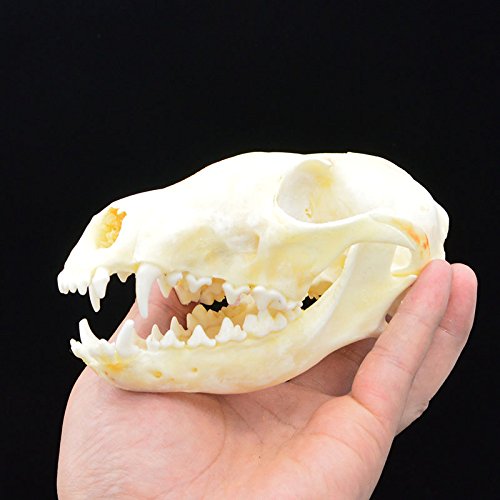 Hot Fox Skull Taxidermy Supplies Art Bone Vet Medicine 1:1 #TOP5