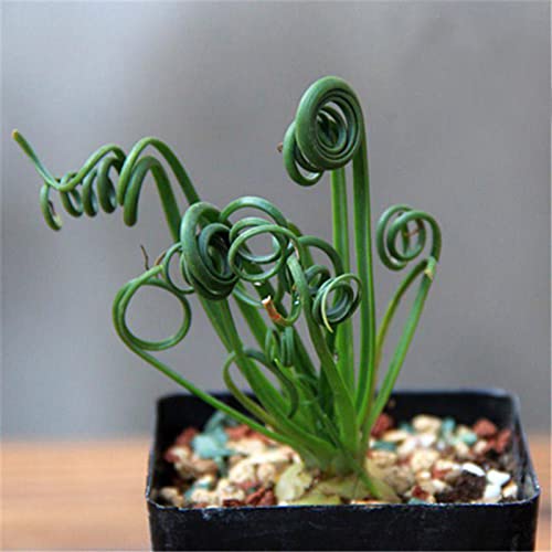 Saterkali Semillas de Albuca Namaquensis, 60 Unids/bolsa Semillas de Albuca Namaquensis Hoja Espiral Peluda Semillas de Hierba de Primavera Perenne Verde Rara para Techo 60 piezas Semillas