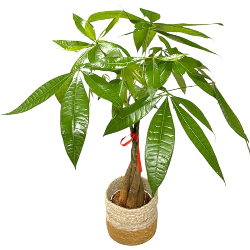 Image of Money Tree Live Plant | 14-22 Inches Tall Bonsai | Easy to Grow Indoor Houseplant | Home, Office, or Room Decor | Birthday, Housewarming Gift (Brown Jute)