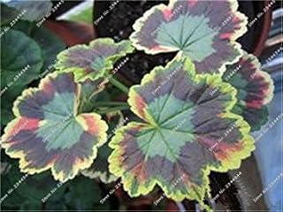 RIC 100 pcs Exotic Blue Geranium Seeds Perennial Flowers Covered for The House Covered for The House and Garden Seeds of Plants Bonsai semillas de seedsas: only Seeds