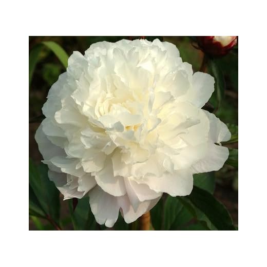 Elegant Flowering Perennials- Double White Peony Shirley Temple Nice Size Root, Plant, Beautiful Flowers