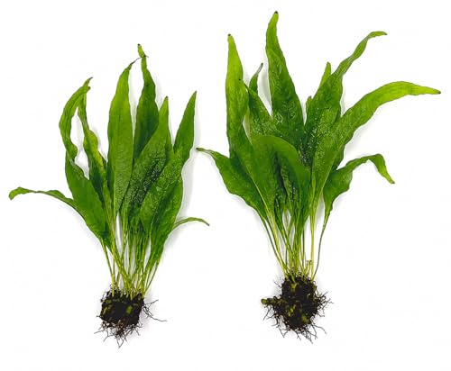 Java Fern Bare Root | Microsorum Pteropus
