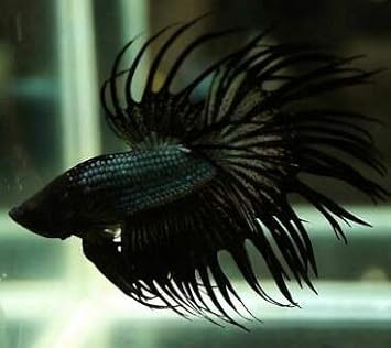 all black betta fish