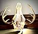 Backcountry Innovated | The Buck Plug | Integrated Deer Skull Hanger | Durable Construction | European Skull Mount Hanger | Taxidermy