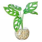 東京寿園 マドカズラ 土を使わない 観葉植物 ミニ おしゃれ 本物 インテリア ゼオライト ハイドロボール ハイドロカルチャー 風水に良い観葉植物 水耕栽培