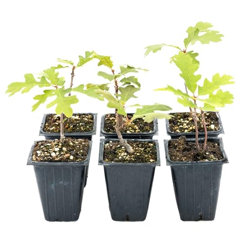 6 Gambel Oak Saplings in 3.5” Cubes | Live Native Shrub Oak Tree with Colorful Foliage, Acorns & Dense Branching | Cold-Hardy Plant for Privacy, Shade, Yards & Landscaping (Quercus gambelii)