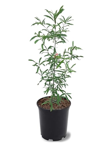 American Plant Exchange Willow Oak Tree, 1 Gallon Pot, 2-3ft Tall, Outdoor Landscape Garden Plant, Live Plant, Shade Tree, Fast Growing and Hardy