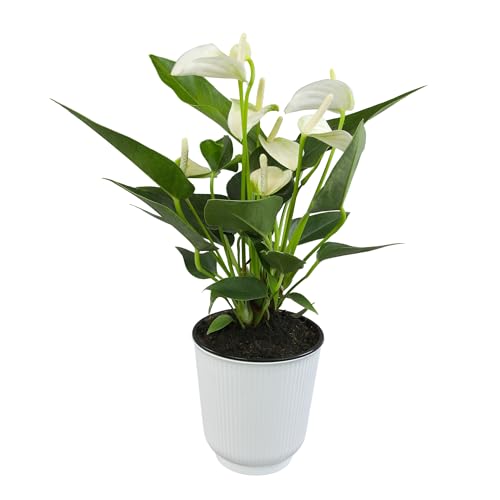 White Anthurium Live Plant Decor (Approx. 11-14" Tall), Real Flowers/Sympathy Plant in 4" White Plant Pot, Floral Sympathy Flowers, Perennial House Plants & Gifts for Plant Lovers by Plants for Pets