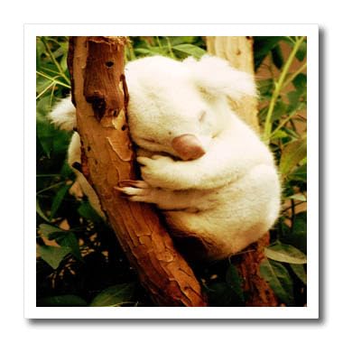 Amazon.com: 3dRose ht_62584_1 A Rare Albino Koala Bear Iron on
