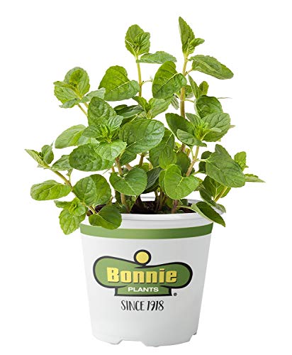 Bonnie Plants Spearmint Herb Plant Bonnie Plants Spearmint Herb Plant
