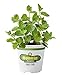 Bonnie Plants 5109 Spearmint Herb Plant