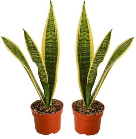 Amazon.com : Live Snake Plant, Sansevieria (8"-12" Tall) 2 Pack in 3-inch  Pot, NO Shipping to CA : Patio, Lawn & Garden