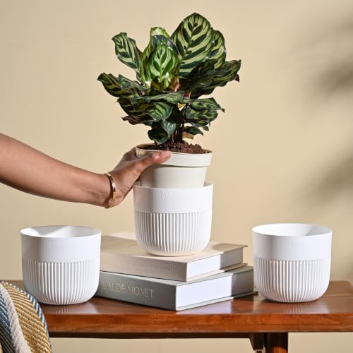 UGAOO York 5 Inch White Pots for Indoor Plants, Set of 3 - Flower Pot for Living Room, Planters for Home Decor, White Planter