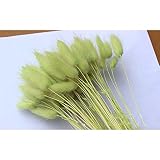 OUKEYI Fiori secchi a coda di coniglio Lagurus Ovatus, fiori veri, erba secca, bouquet di fiori, materiale naturale, 50 pezzi (verde chiaro)