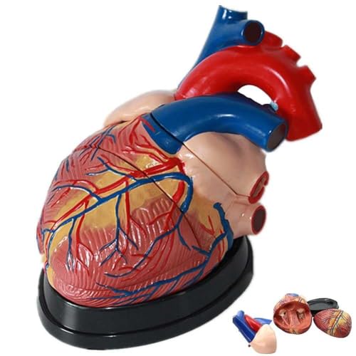Modèle de cœur anatomique taille réelle AMITD 3 pièces moulage pédagogique