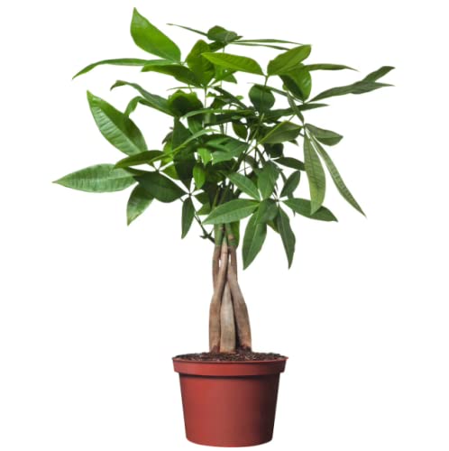 DECOALIVE Pachira Aquatica Árbol de la Riqueza Planta Natural de Interior