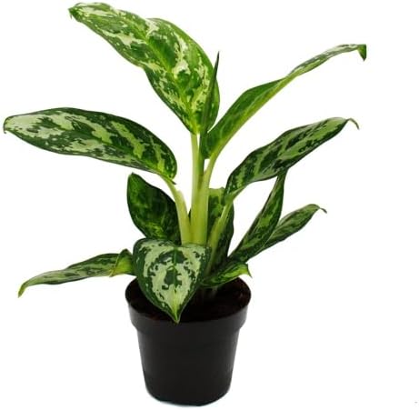 Aglaonema Amazon Silver - Hilo de émbolo de hojas de colores (12 ...