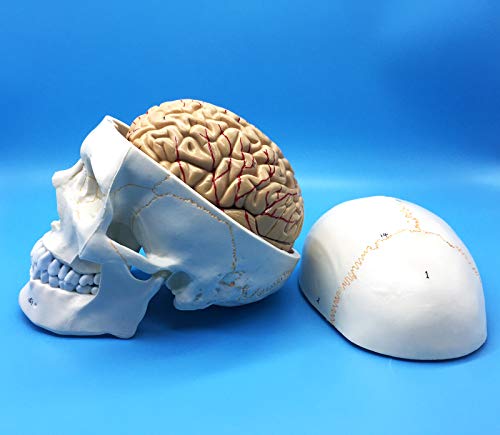 Modèle de tête de mort humain et cerveau enseignement science anatomie - 7