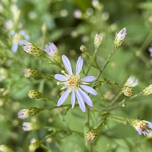 Ep. 25: Kill Your Mums, Cullowhee Native Plant Conference in Review, Common Symphyotrichum Species in New England