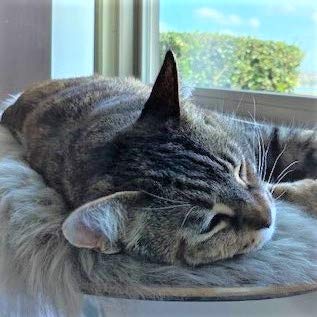 Tues Tamer Designer Cat Perch for Wall & Window - Kitten Sleeping Bed Shelf - Soft Natural Fur - Sheepskin Pad - Wall Furniture for Kitty - Designed & Assembled in USA (Silver)…