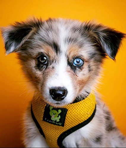 Image of Classic Dog Harness Innovative Mesh No Pull No Choke Design Soft Double Padded Breathable Vest for Eco-Friendly Easy Control Walking Quick Release for Puppies Toy Breeds & Small Dogs (Small, Yellow)