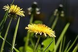 Betulla Bianca