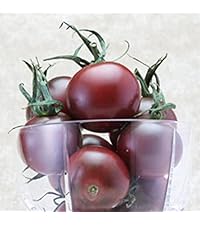 珍しいトマトとなすの苗7本セット 珍しいトマトとなすの苗7