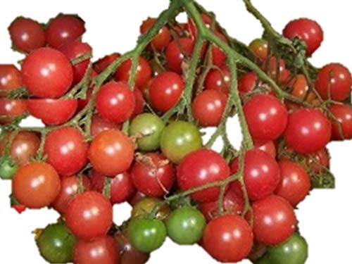 植物種子 1房に約100個以上の多果性 超甘い 赤豊ミニトマト 種 6粒 F1品種のサムネイル