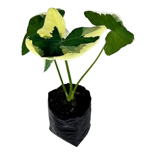 Alocasia Variegated Mickey Mouse Plant