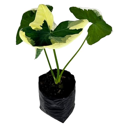 LEAL PLANTS ECUADOR Alocasia Variegated Mickey Mouse | Elephant Ear Plant | Heartshape Plant