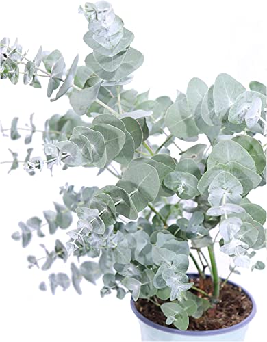 Planta Natural - Eucalyptus - Planta Hojas Plateadas - Eucalipto Azul o Eucalipto Dólar Cover