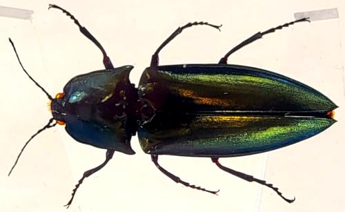 Image of 2.9 inch Real Snapping Jewel Beetle in Crystal Clear Lucite Resin Specimen Preserved Insect Taxidermy Collection for Biology Science Education & Desk Ornament Display Supplies Decor Paperweight