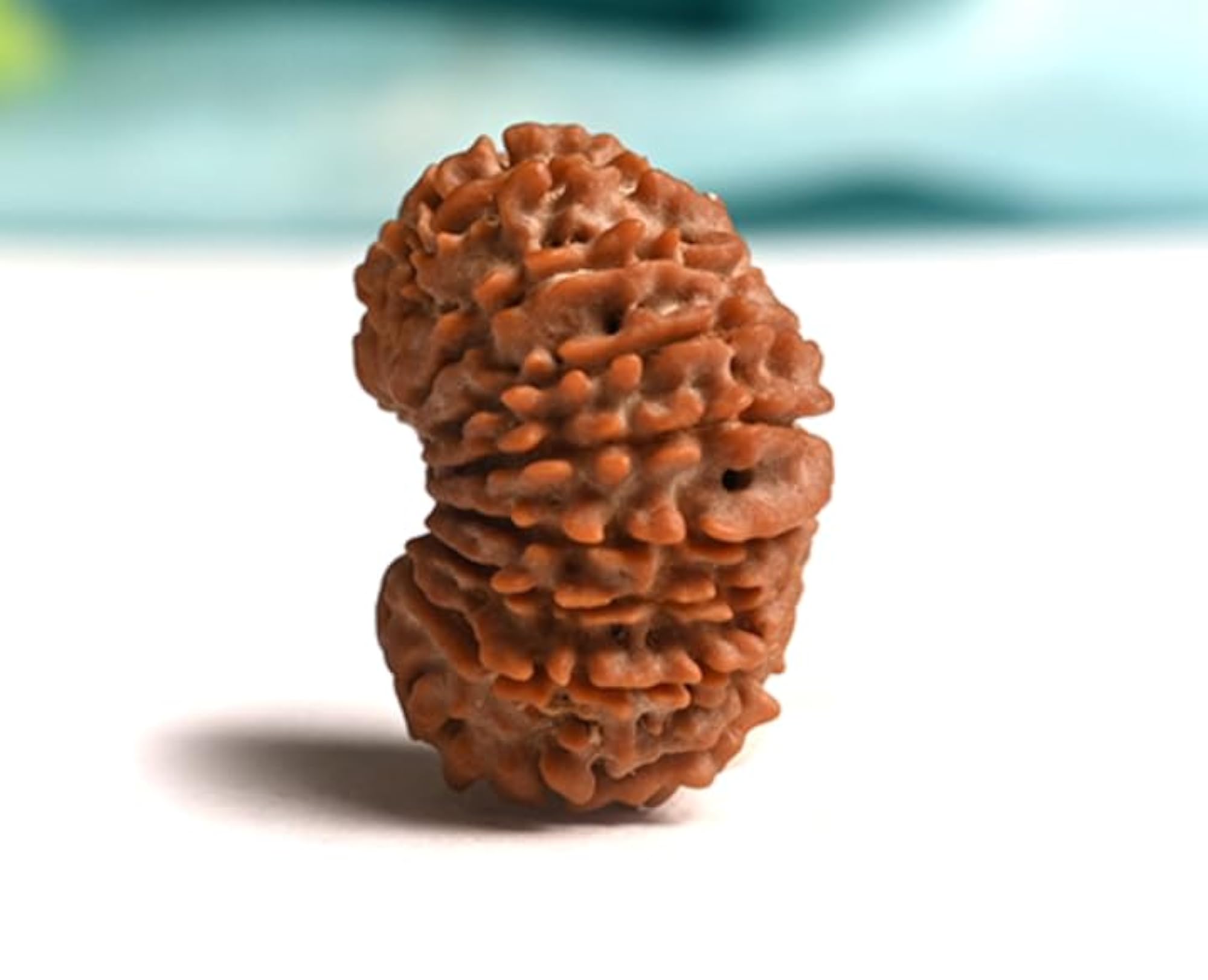 19 Mukhi Rudraksha Certified Bead Necklace with Capping, Nepali