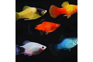 Live Angel Fish: Immerse in the Enchanting Beauty of Freshwater Aquariums