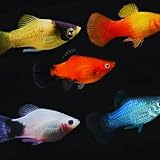 Neat&Tidy Assorted Colorful Platy (7 Fish Pack) - Live Fish for Aquarium Exotic Freshwater Live Fish Live Aquarium Fish Live Fish Live Freshwater Fish Freshwater Fish Live Buy Live Fish