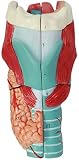 LBYLYH Pedagogico Paradigma Gola Anatomy - Modello Anatomico Ampliato 3X Laringe - Modello Anatomico Struttura del Gorge Medica
